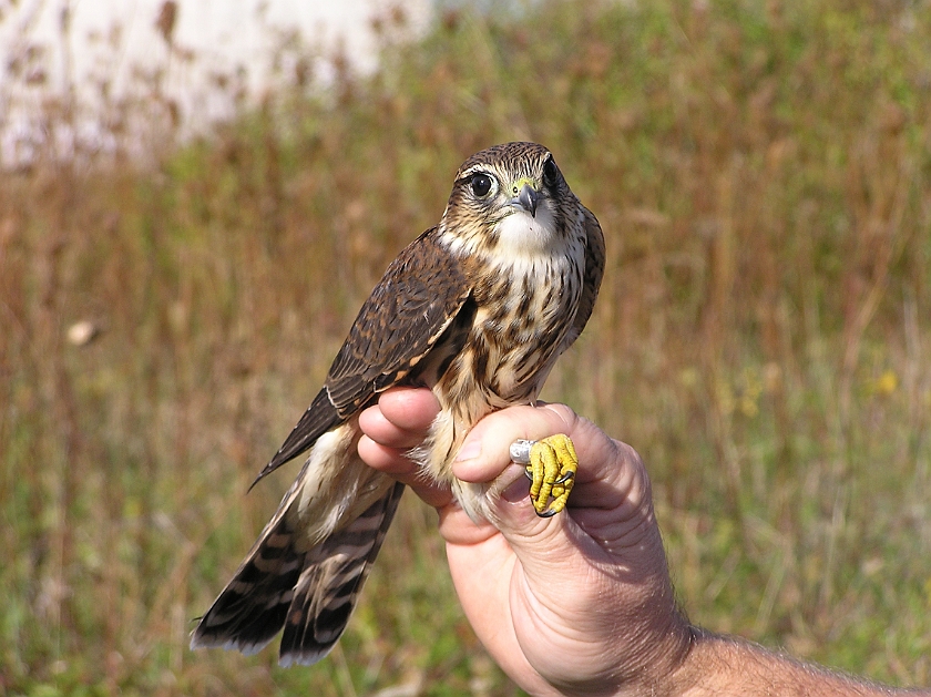 Merlin, Sundre 20040917